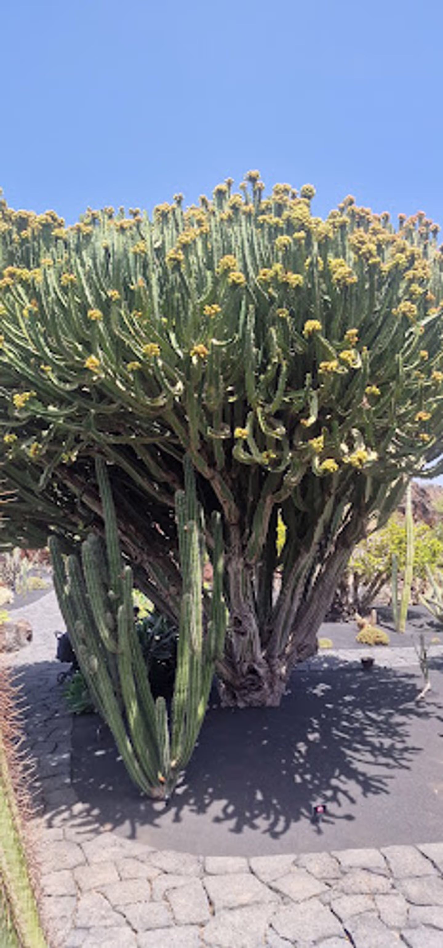 Lanzarote il giardino dei cactus - miei trekking