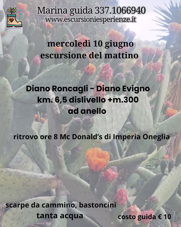 Le fioriture dei fichi d'India a Diano Roncagli 