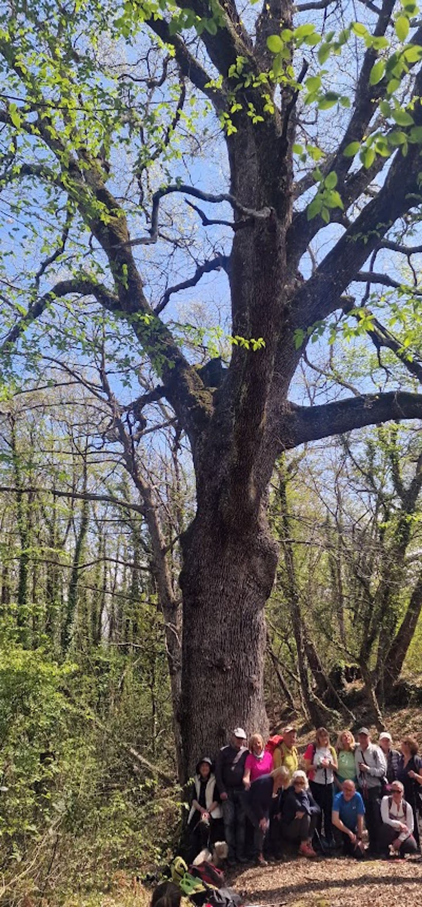 La Quercia monumentale del vallone di Conio 