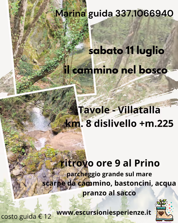 il cammino nel bosco 