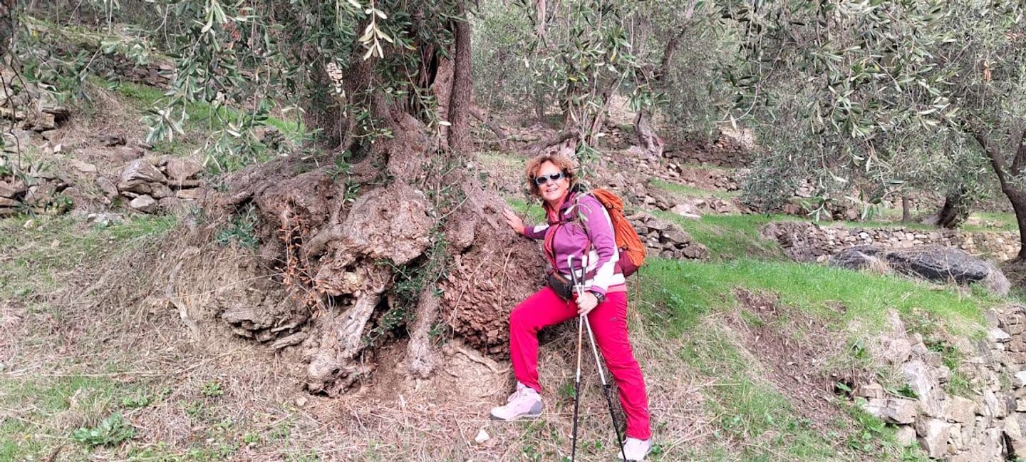 Moltedo vecchio ulivo